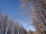 genus Salix