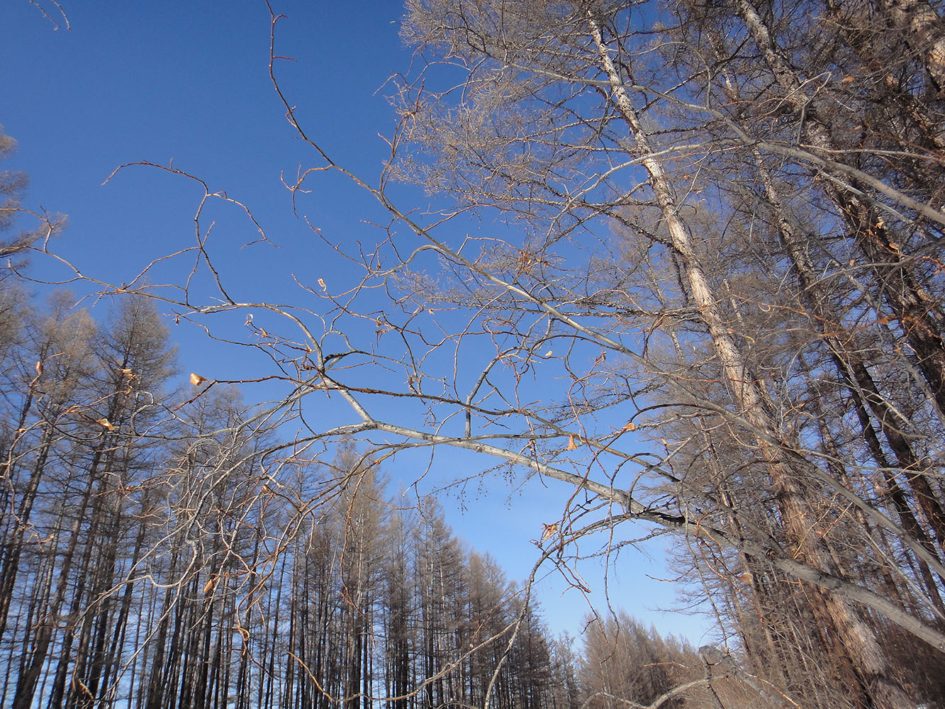 Image of genus Salix specimen.