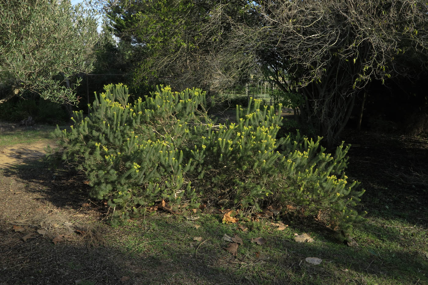 Image of Calothamnus villosus specimen.