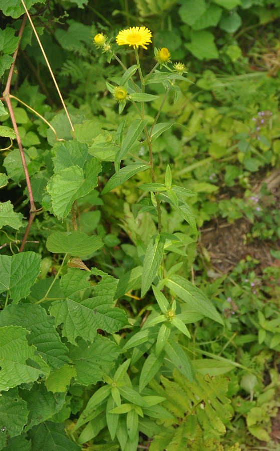 Image of Inula britannica specimen.