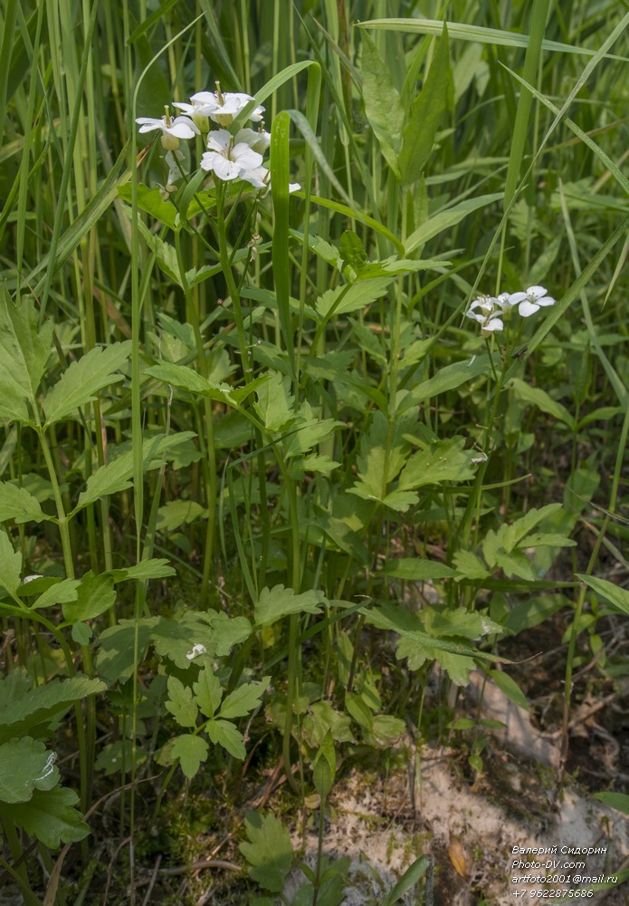 Image of Cardamine macrophylla specimen.