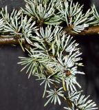Cedrus libani