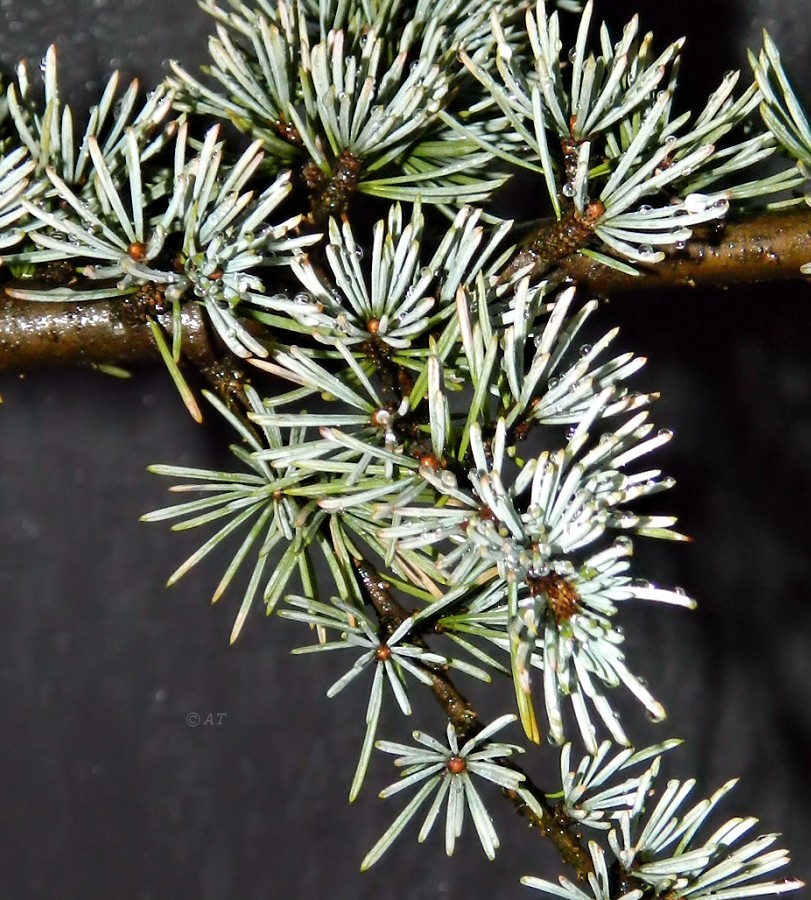 Image of Cedrus libani specimen.