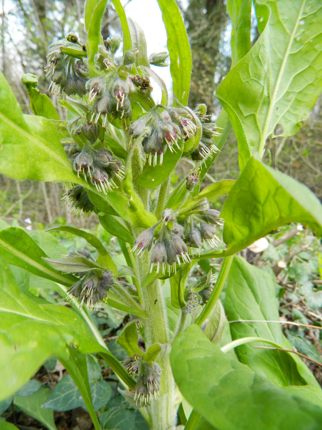 Image of Solenanthus biebersteinii specimen.