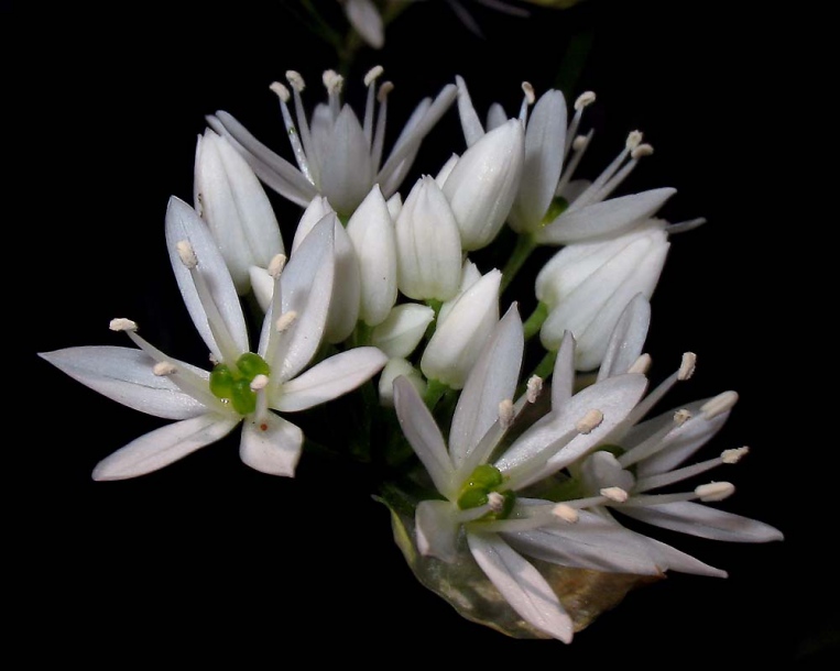 Image of Allium ursinum specimen.