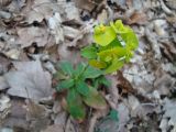 Euphorbia amygdaloides. Верхушка цветущего растения. Краснодарский край, г. Сочи, Лазаревский р-н, окр. с. Барановка, горный лес. 30.03.2016.