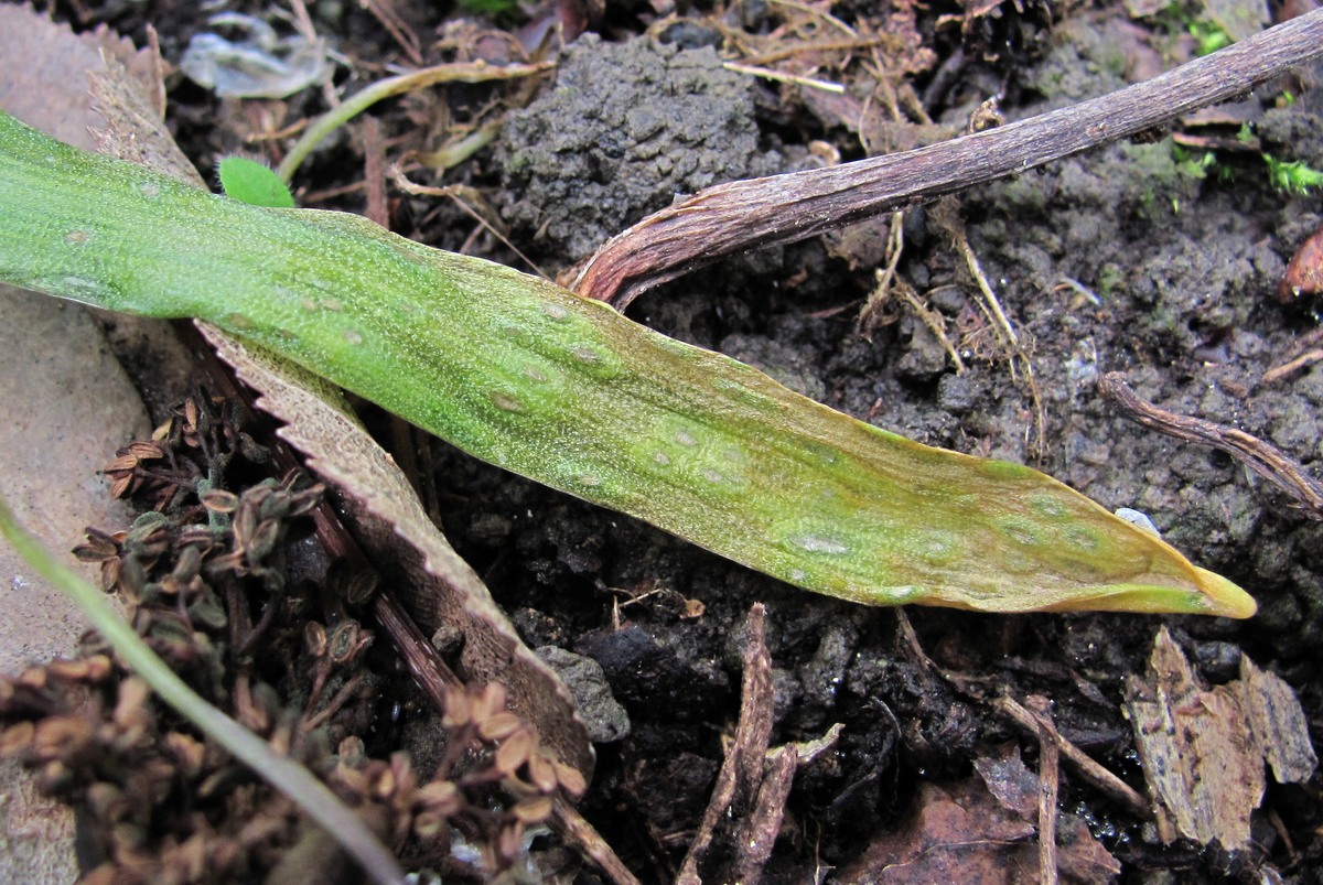 Изображение особи Scilla siberica.