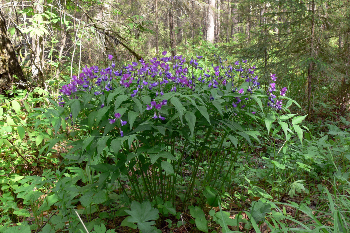 Изображение особи Lathyrus vernus.