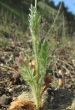 Papaver stevenianum. Нижняя часть растения. Крым, Карадагский заповедник, гора Святая, склон с рудеральной растительностью среди посадок сосны. 26 апреля 2016 г.