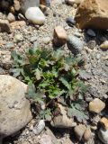 Geranium sibiricum