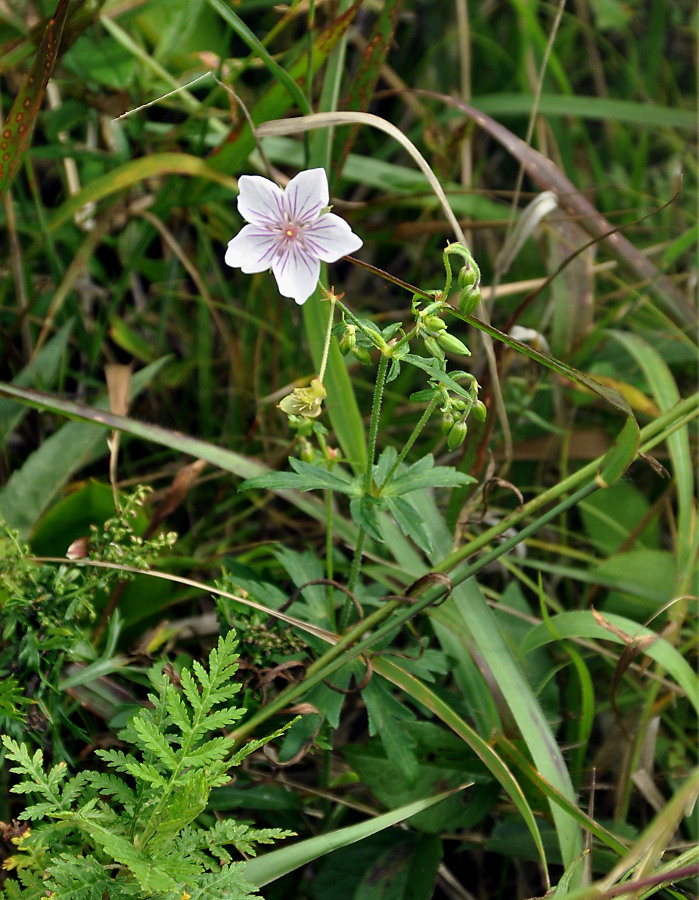 Image of Geranium sieboldii specimen.