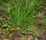 Deschampsia cespitosa. Растение с молодыми листьями. Московская обл., Раменский р-н, окр. ж.-д. платформы Хрипань, смешанный лес у ЛЭП. 18.05.2016.
