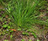 Deschampsia cespitosa