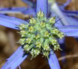 Eryngium creticum