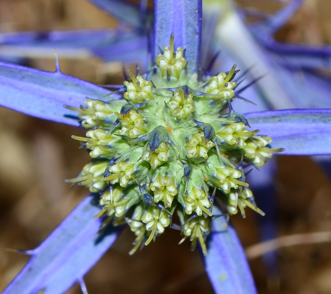 Изображение особи Eryngium creticum.