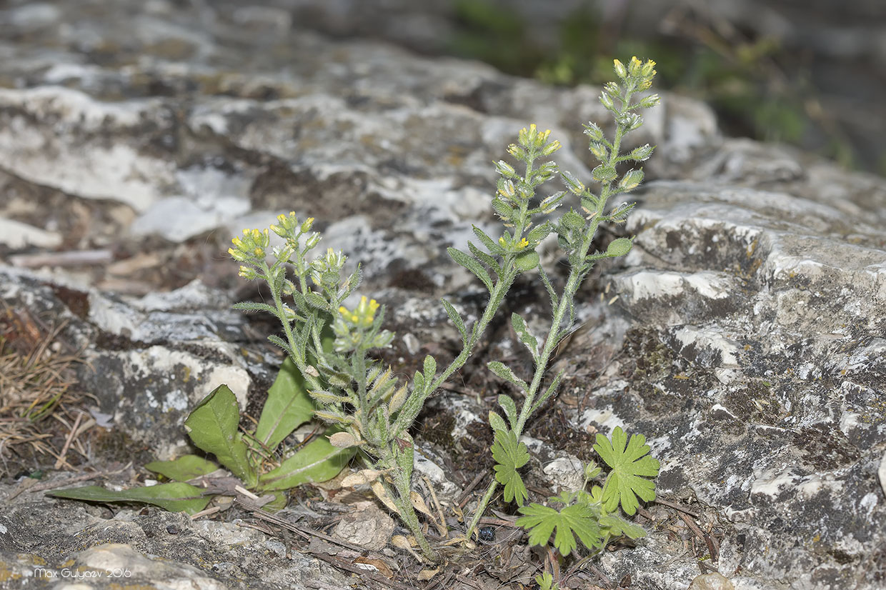 Изображение особи Alyssum hirsutum.