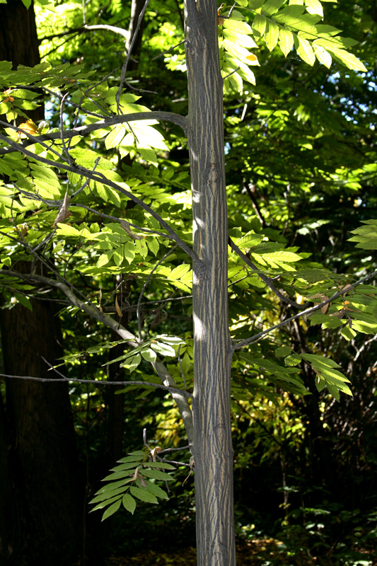 Изображение особи Juglans mandshurica.