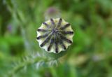 Papaver rhoeas