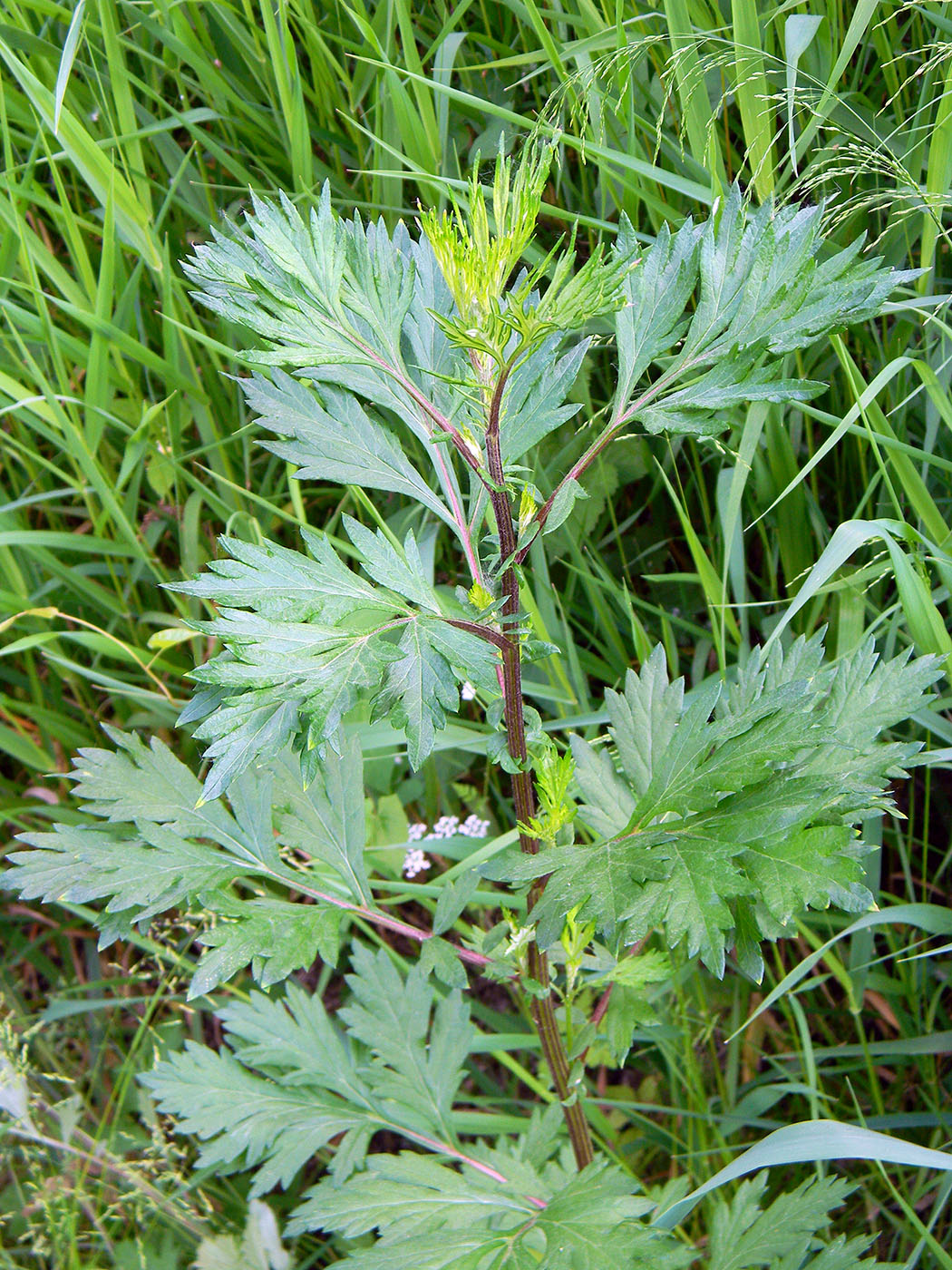 Image of Artemisia vulgaris specimen.