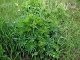 Lupinus polyphyllus. Растение в стадии активного вегетативного роста. Мурманск, мкр-н Росляково, посадки. 07.06.2016.