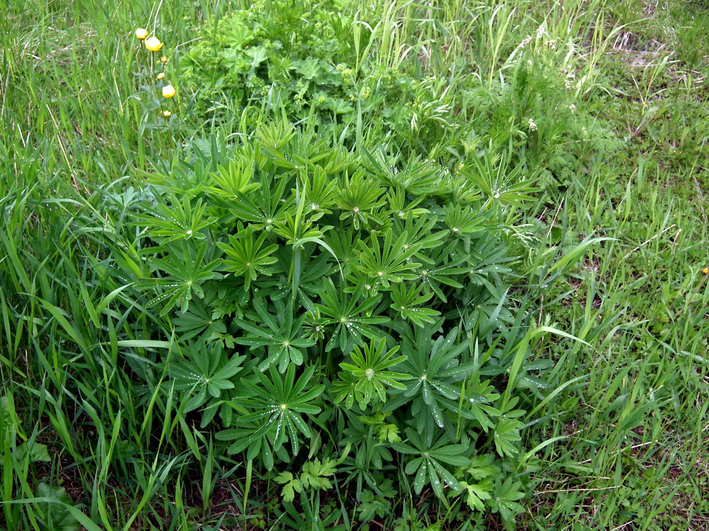 Изображение особи Lupinus polyphyllus.