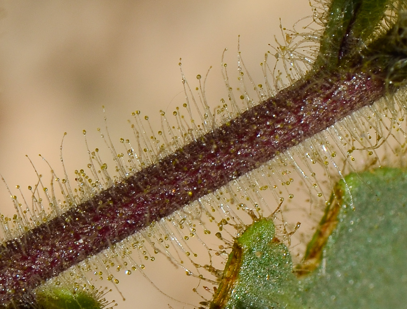 Изображение особи Hyoscyamus desertorum .