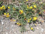 Lotus caucasicus
