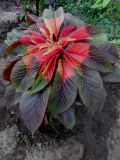 Amaranthus tricolor