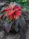 Amaranthus tricolor. Верхушка побега ('Иллюминация'). Марий Эл, г. Йошкар-Ола, в культуре. 25.06.2016.