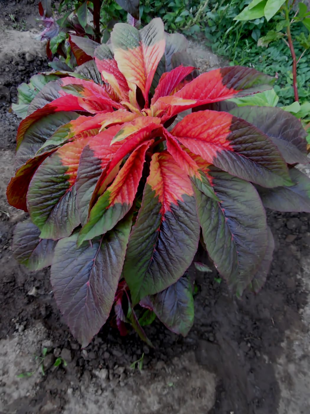 Image of Amaranthus tricolor specimen.