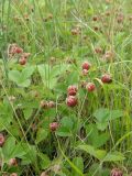 Fragaria viridis