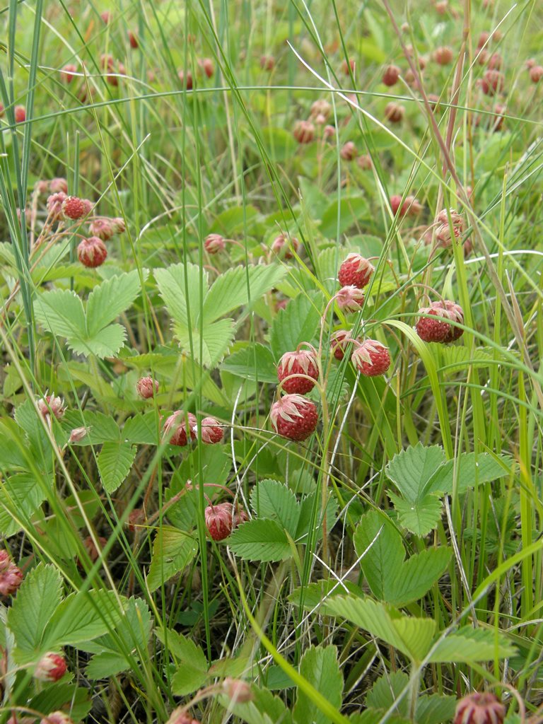 Изображение особи Fragaria viridis.