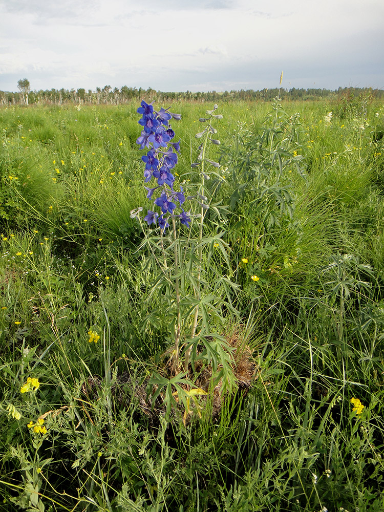 Image of Delphinium cheilanthum specimen.