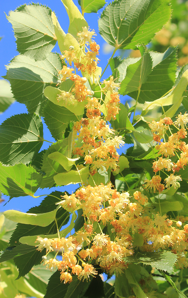 Image of Tilia begoniifolia specimen.