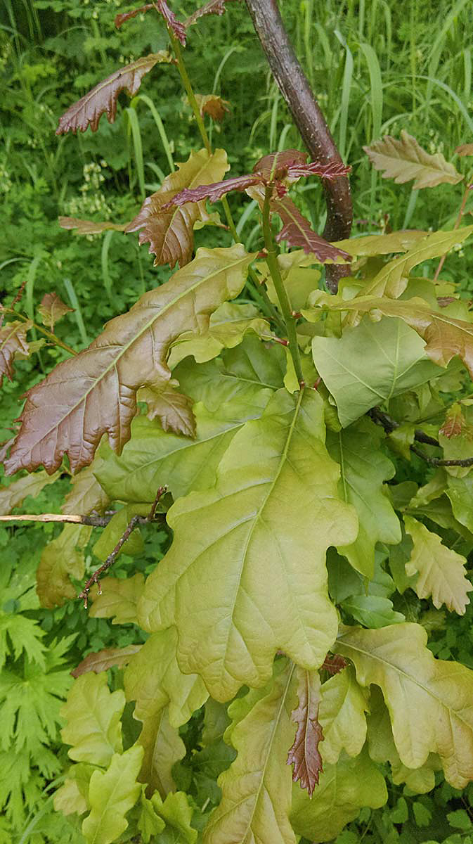 Изображение особи Quercus mongolica.