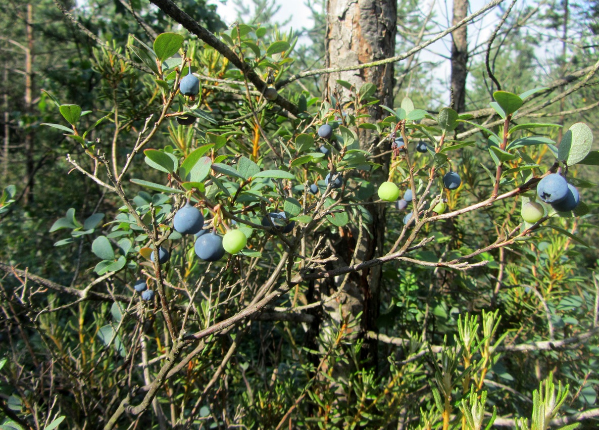 Image of Vaccinium uliginosum specimen.