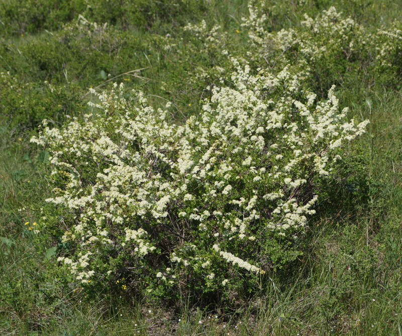 Image of Spiraea hypericifolia specimen.