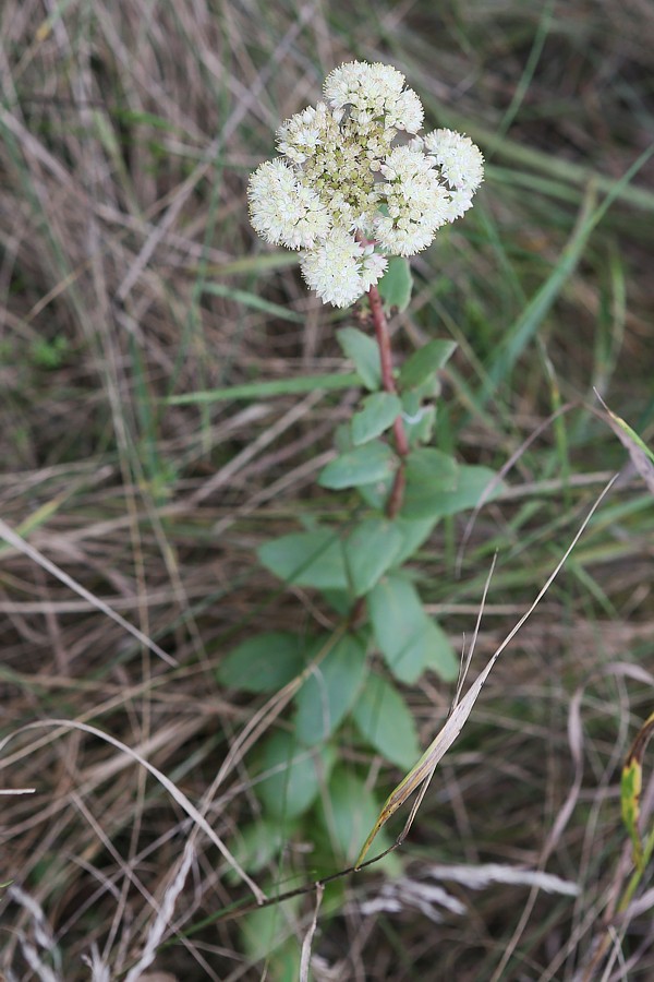 Image of Hylotelephium maximum specimen.