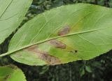 Image of taxon representative. Author is Геннадий Окатов