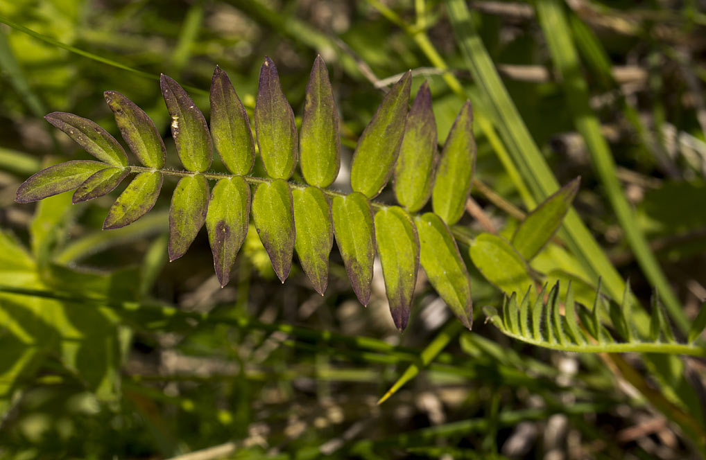 Image of Polemonium caeruleum specimen.