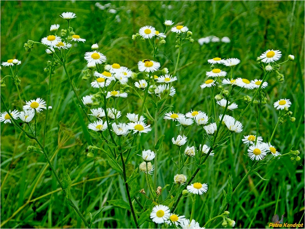Image of Erigeron annuus specimen.