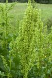 Rumex confertus