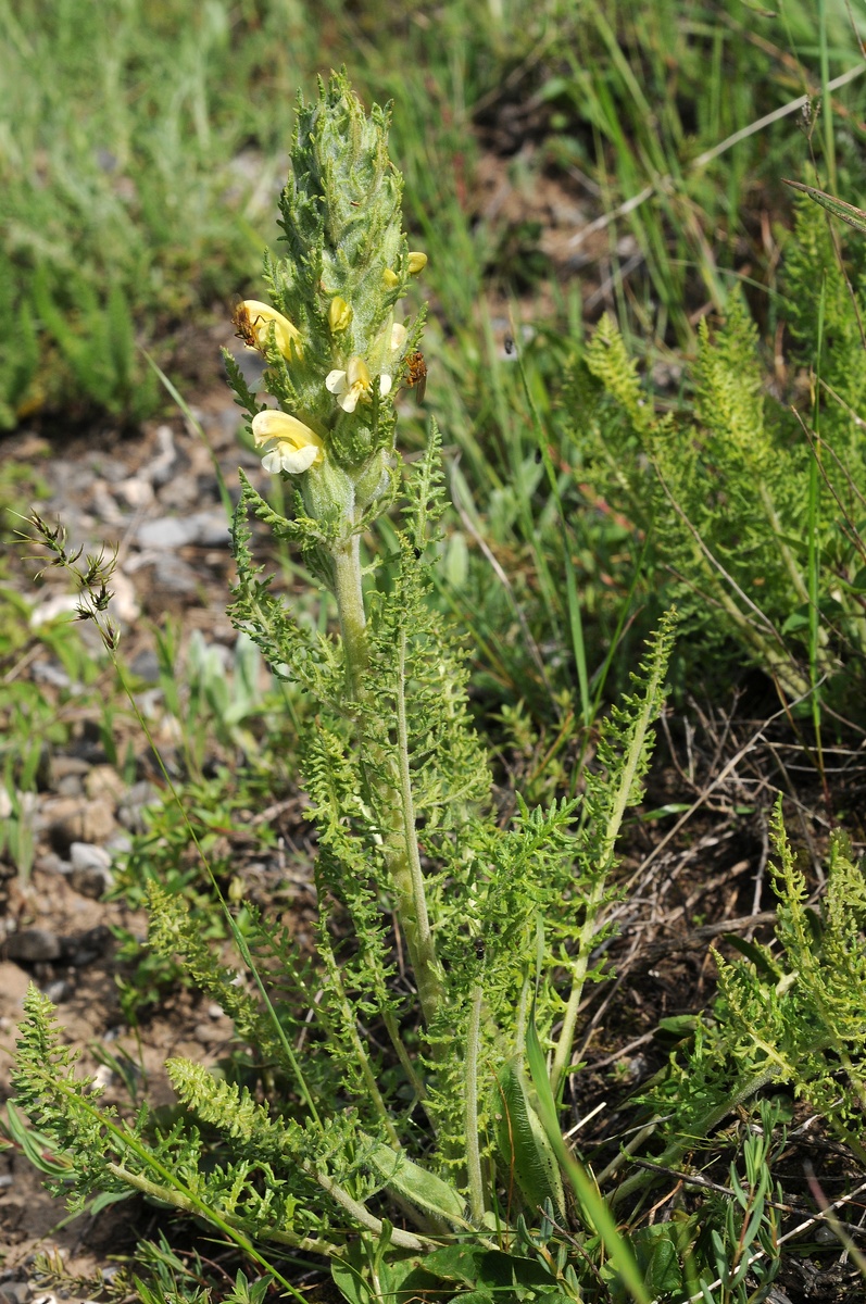 Изображение особи Pedicularis talassica.