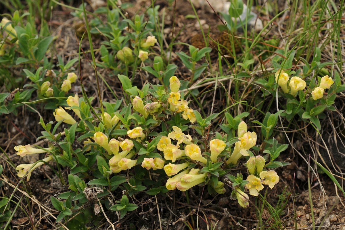 Изображение особи Lonicera semenovii.