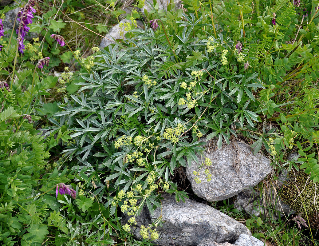 Изображение особи Alchemilla sericea.