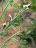 Fumaria officinalis