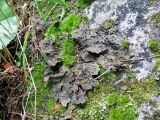 Lobaria retigera