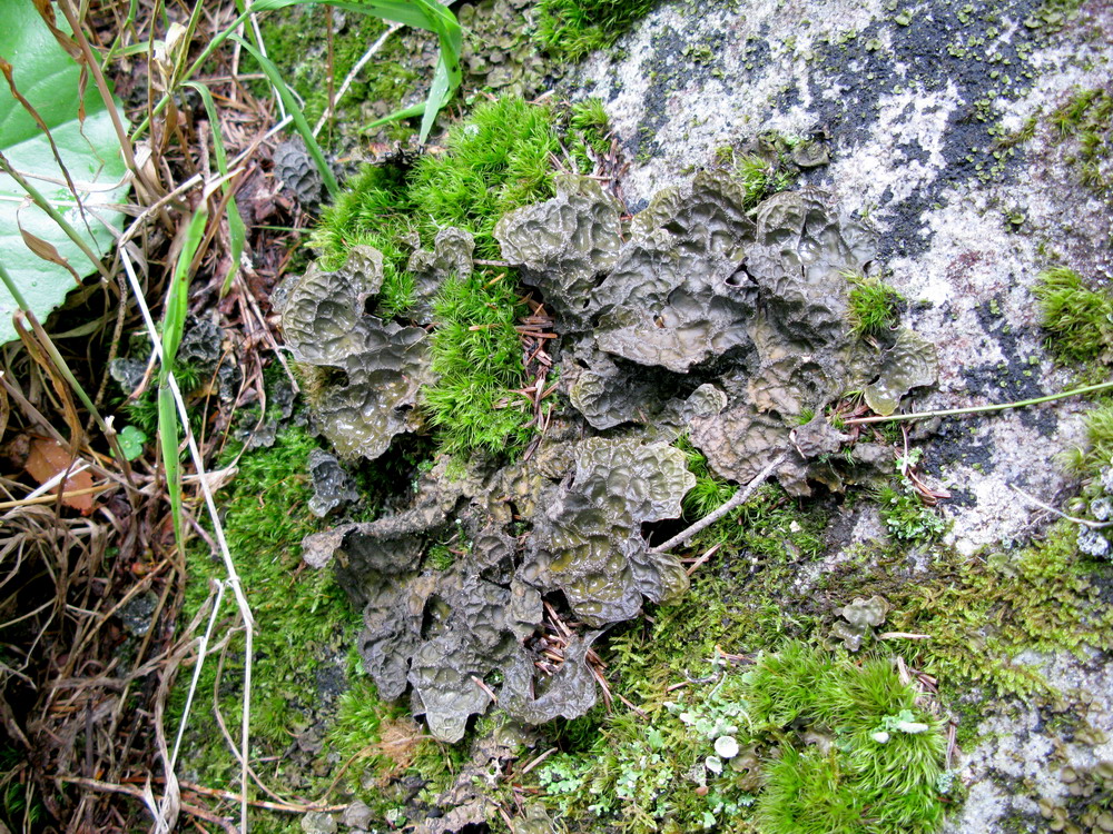 Image of Lobaria retigera specimen.