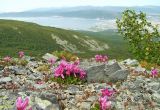 Rhododendron camtschaticum. Цветущие растения. Магаданская обл., окр. Магадана, п-ов Старицкого, сопка Марчеканка, каменистая тундра. 26.06.2016.