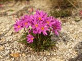 Primula cuneifolia